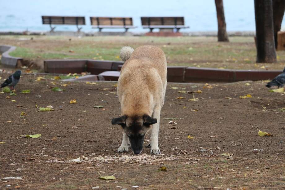 Los veterinarios recomiendan a los tenedores de perros ser muy precavidos y cuidadosos al pasearlos, especialmente si la mascota tiende a comer todo lo que se encuentra.