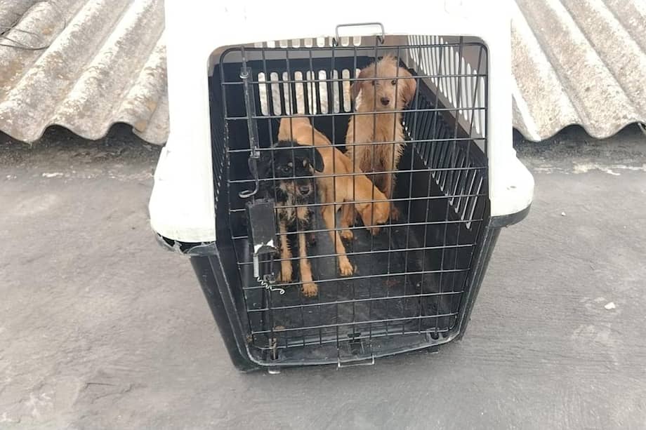 El laberinto para evitar que una persona condenada vuelva a tener animales.