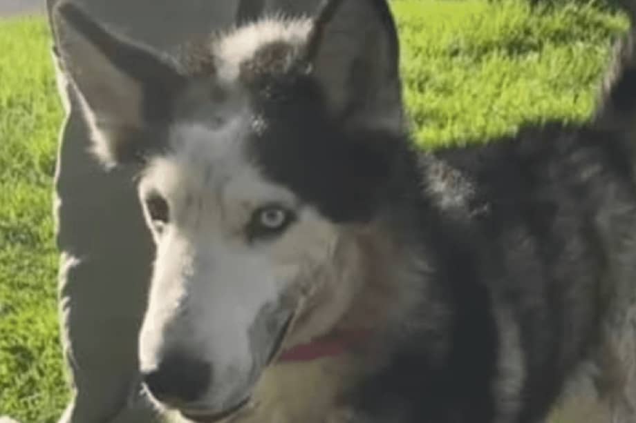 Actualmente continúa en observación médica y, una vez finalice su rehabilitación, ingresará al programa de adopciones del IDPYBA.