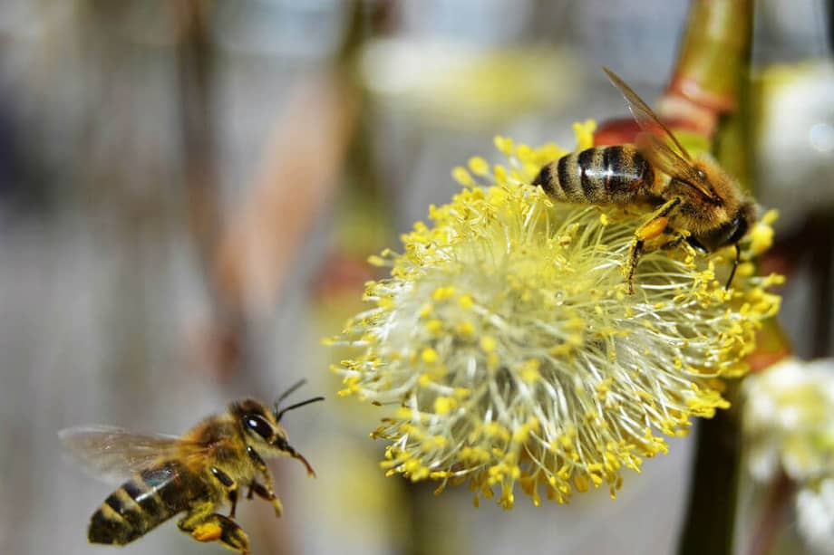 a las abejas se les puede enseñar a asociar símbolos con el número de figuras y el número con el símbolo. / Pixabay