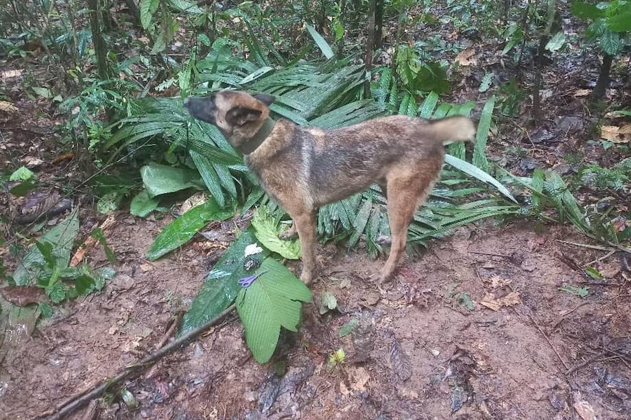 El canino Wilson fue entrenado en la especialidad de rastro e intervención.