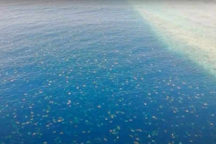 Tortugas marinas captadas con un dron por parte del Great Barrier Reef Foundation’s Raine Island Recovery Project.