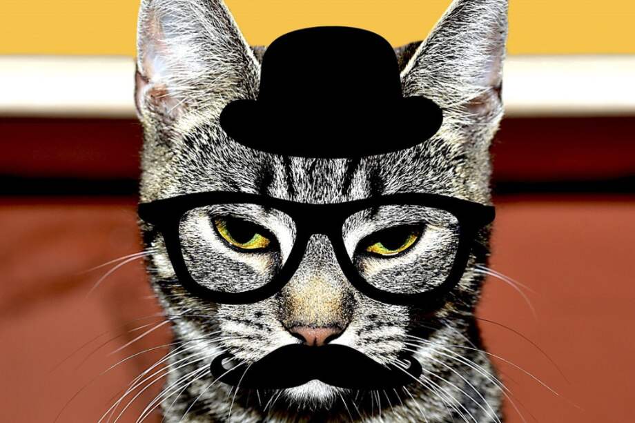 Entre las recomendaciones principales están: mantener los dulces fuera del alcance de los animales, enseñar a los niños a no compartir su comida y ofrecer productos especialmente formulados para ellos.