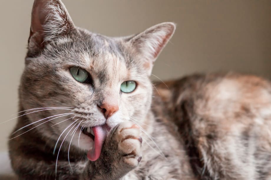 Los gatos requieren de cuidados constantes para que tengan buenas condiciones de vida.