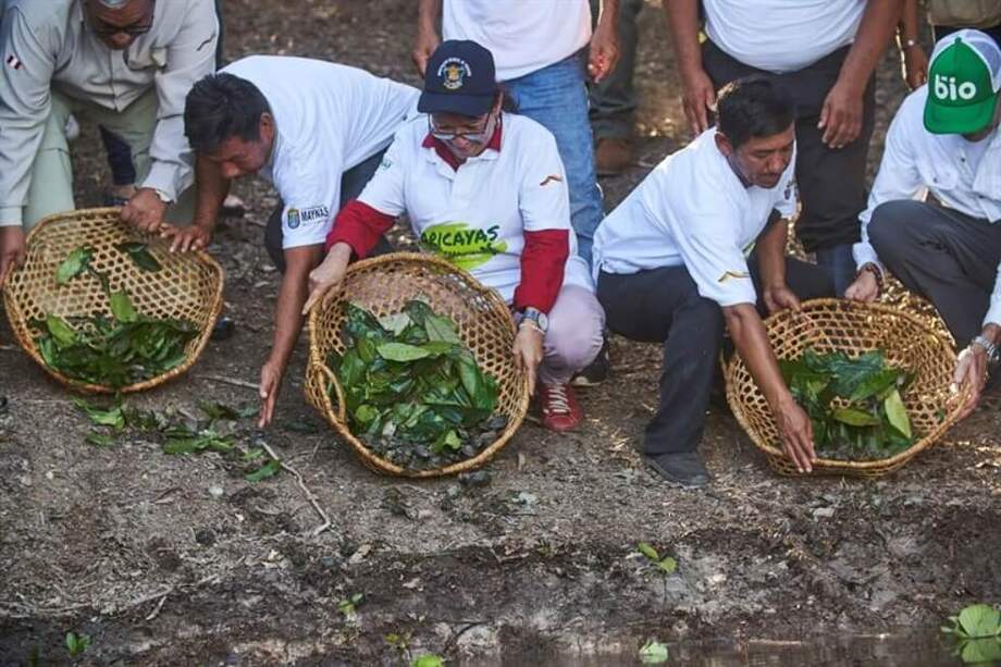 Las tortugas son el eje de un plan de acción que ha tenido su punto crítico esta semana en el Nanay con la liberación de aproximadamente 5.500 crías de tortuga en sus aguas. / EFE