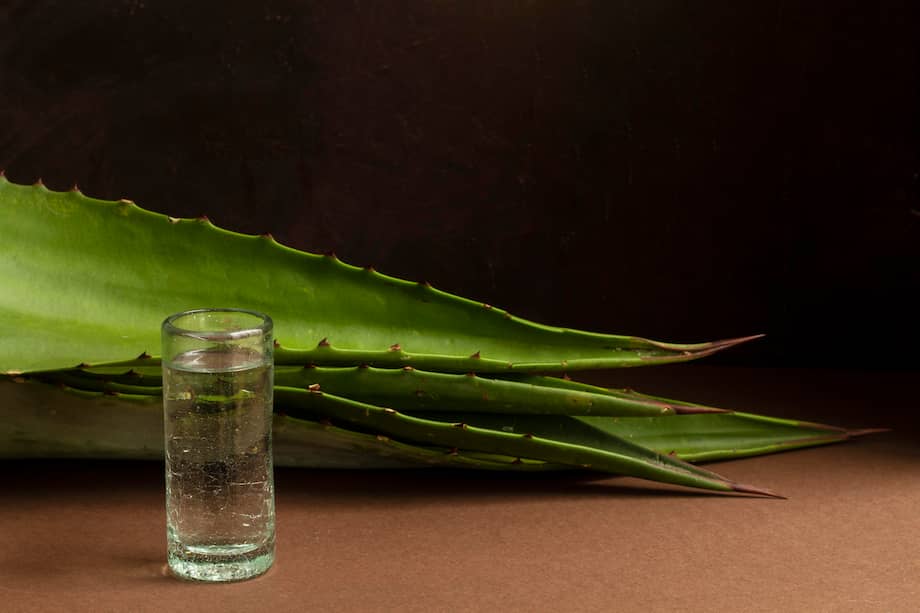 Imagen de referencia de Agave Azul
