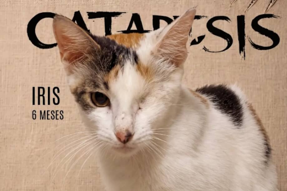 Gatos rescatados de albergues de Barranquilla y el Atlántico serán protagonistas de CAT·ART·SIS y estarán disponibles para procesos de adopción responsable.