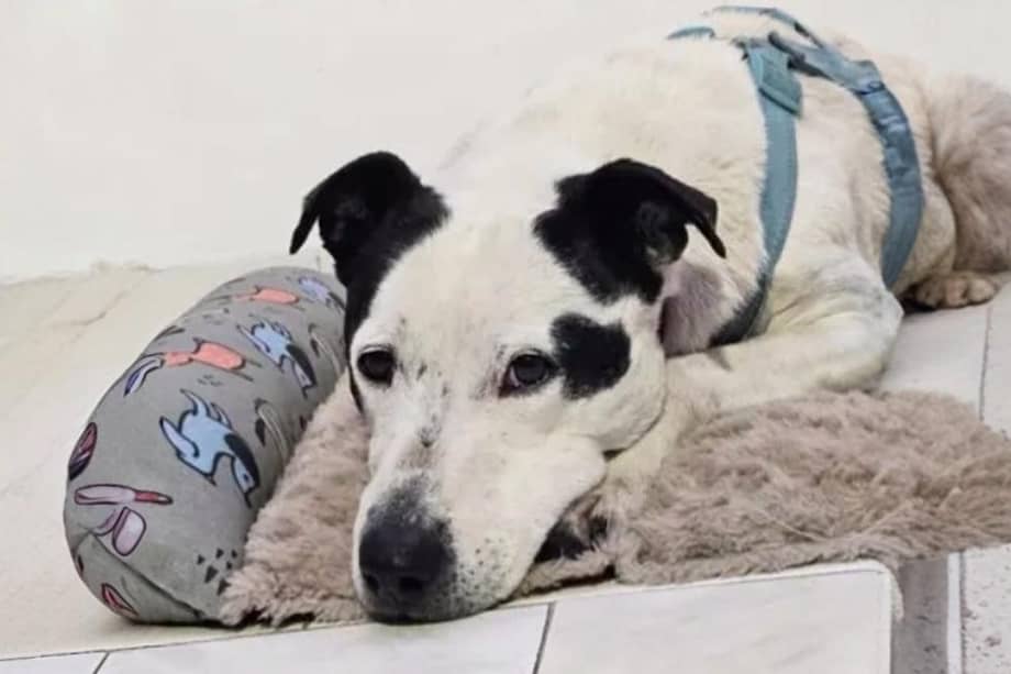 Zeus sería el compañero ideal para cualquier familia que ame los paseos.