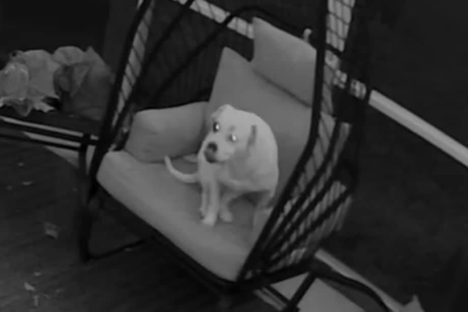 El clip incluye un texto sobreimpreso que explica el contexto: el perro despertó a su dueña a la 1:00 a. m. solo para sentarse en su lugar preferido.