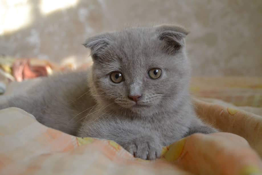 El scottish fold es una raza felina prohibida en Bélgica.