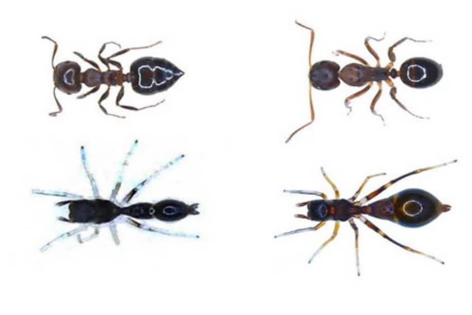 ¿Sabrías diferenciar las arañas de las hormigas? Las crías de araña (abajo a la izquierda) se parecen mucho a una pequeña hormiga llamada Crematogaster (arriba a la izquierda), mientras que las arañas adultas de S. formica (abajo a la derecha) imitaban a una especie más grande llamada Camponotus (arriba a la derecha). / Alexis Dodson - Agencia Sinc