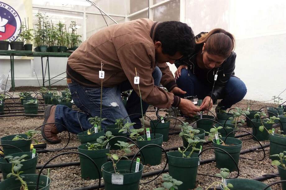 Los científicos evaluaron 65 tipos de papas e identificaron cuatro más exitosos.
/ Centro Internacional de la Papa / Mars Project