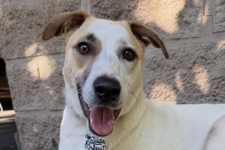 Lennon está otra vez en adopción, esperando que pronto aparezca su familia definitiva.