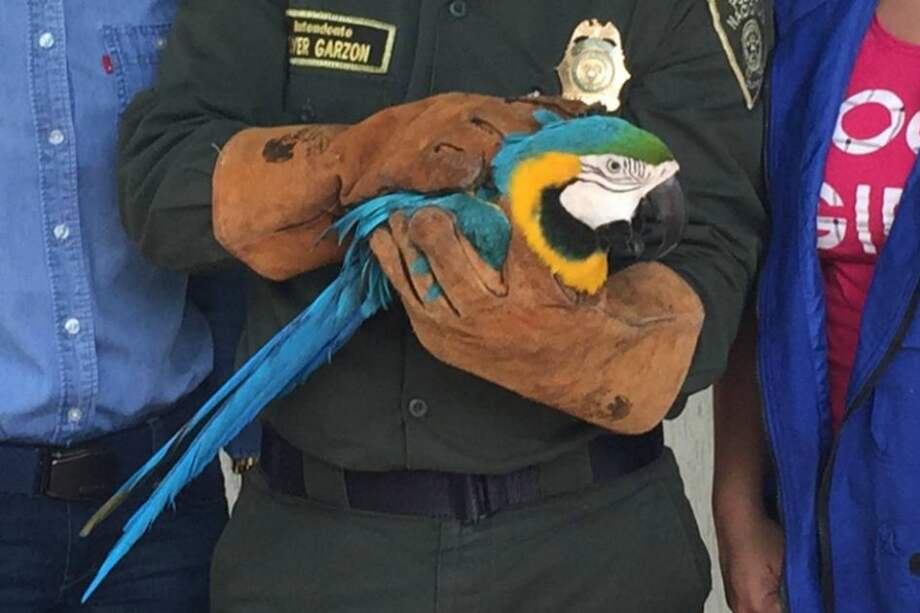Una de las guacamayas entregadas por Ecopetrol.