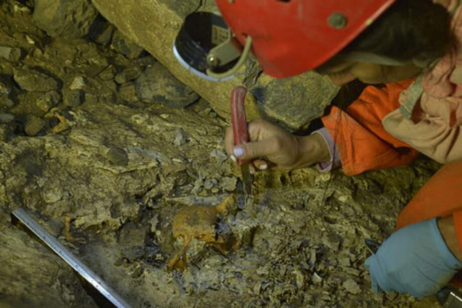 Los hallazgos fueron publicados en la revista Science este jueves y recibidos como un hito en el campo de la paleontología por la comunidad científica. / Cortesía