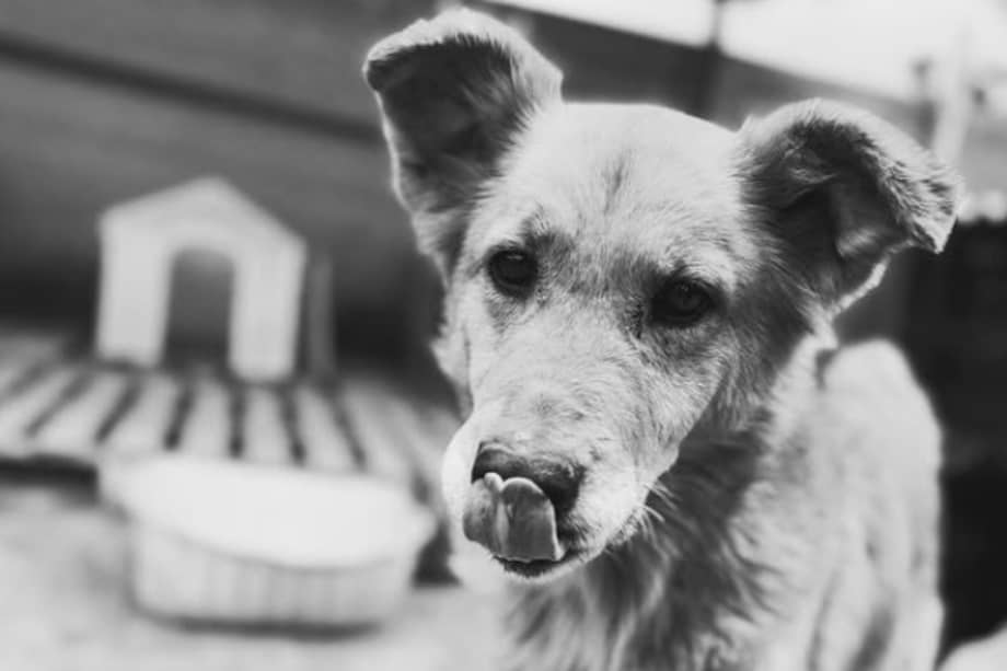 Maya Lucía pasó 12 años bajo el cuidado de la Fundación Kenovy Colombia, donde recibió atención, protección y acompañamiento hasta el final de su vida.