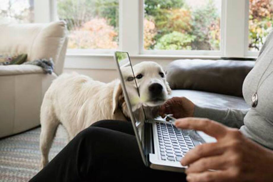 La tropa de perros que huelen delitos electrónicos
