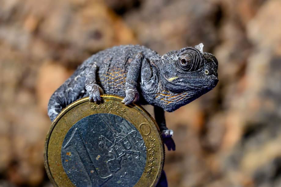 Imagen del camaleón del desierto ("Chamaeleo namaquensis").