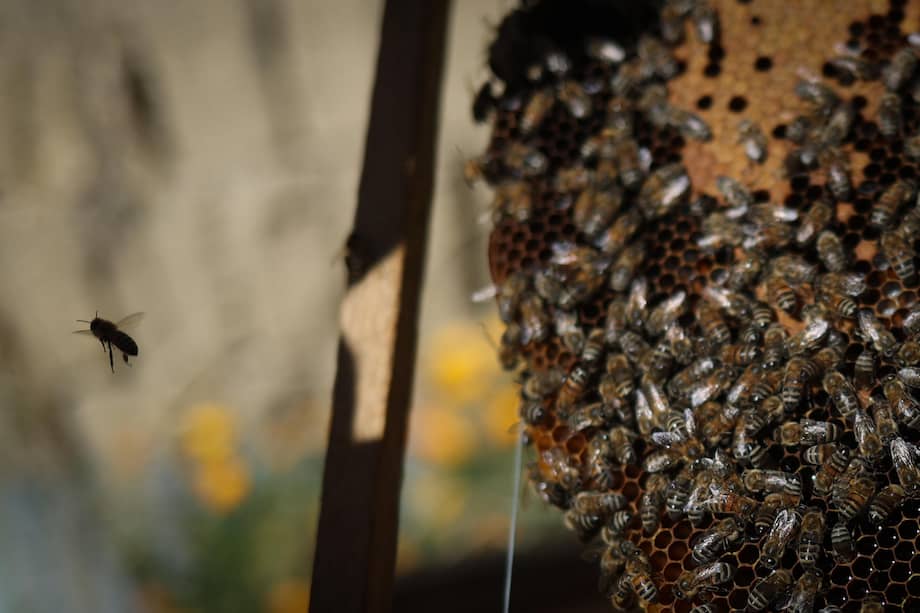 Foto de referencia./ El enjambre no ha podido ser retirado porque la abeja reina está dentro del poste, aseguraron los bomberos.