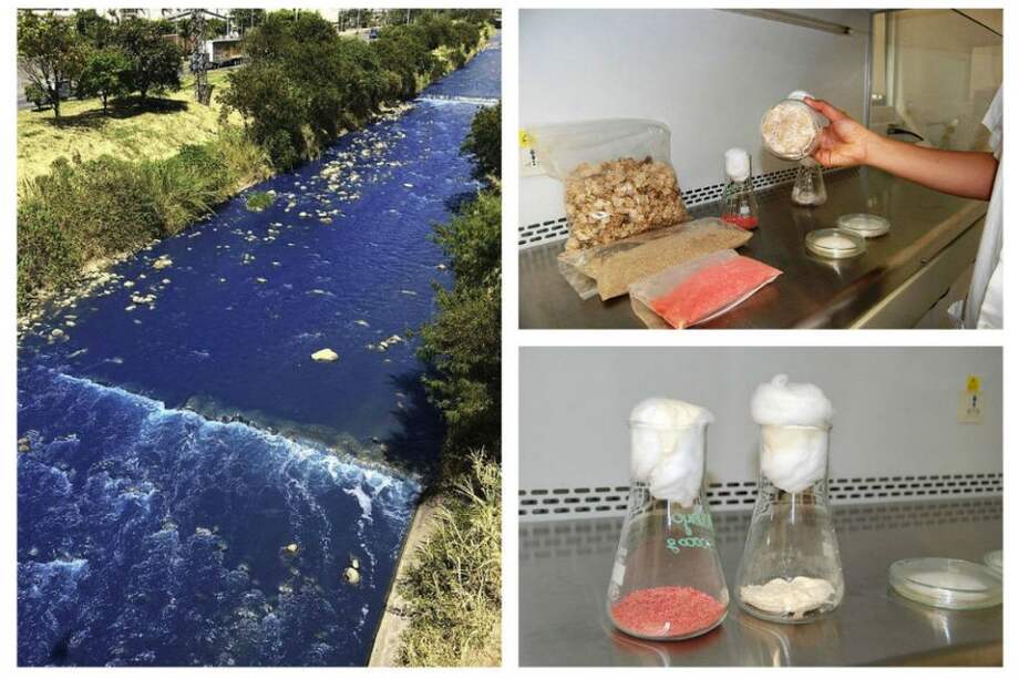 Con hongos cultivados devuelven color a ríos contaminados de Colombia