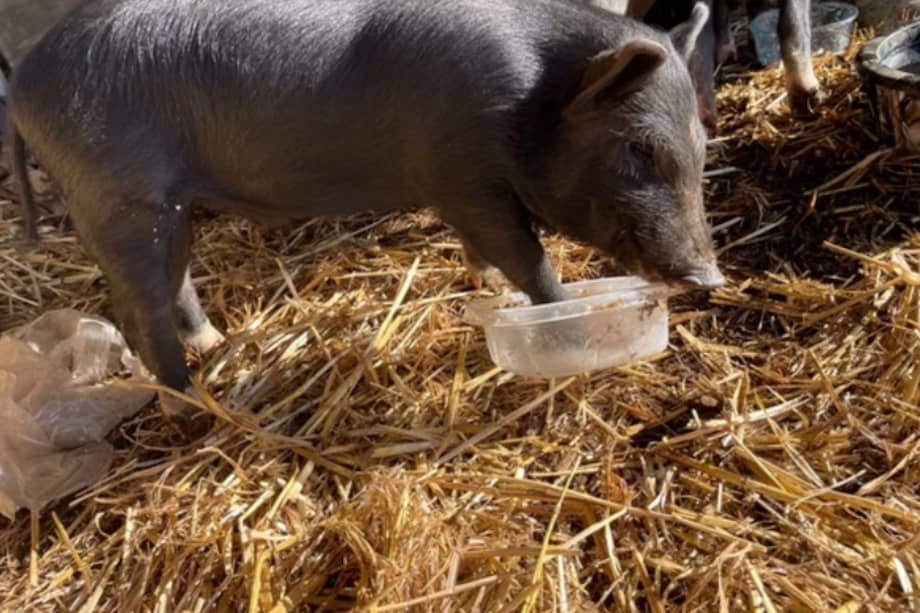 El santuario aclara que no es necesario tener experiencia previa en el cuidado de animales.