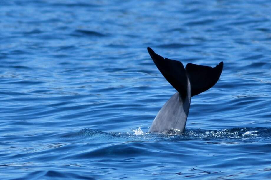 Descubren nueva especie de delfín jorobado en Australia