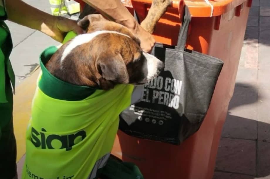 Diversos estudios han demostrado que la presencia de perros en entornos laborales o actividades diarias puede contribuir a reducir el estrés.