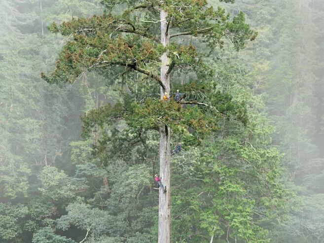 Este árbol es más alto que cuatro buses de Transmilenio, uno tras otro. Así lo encontraron