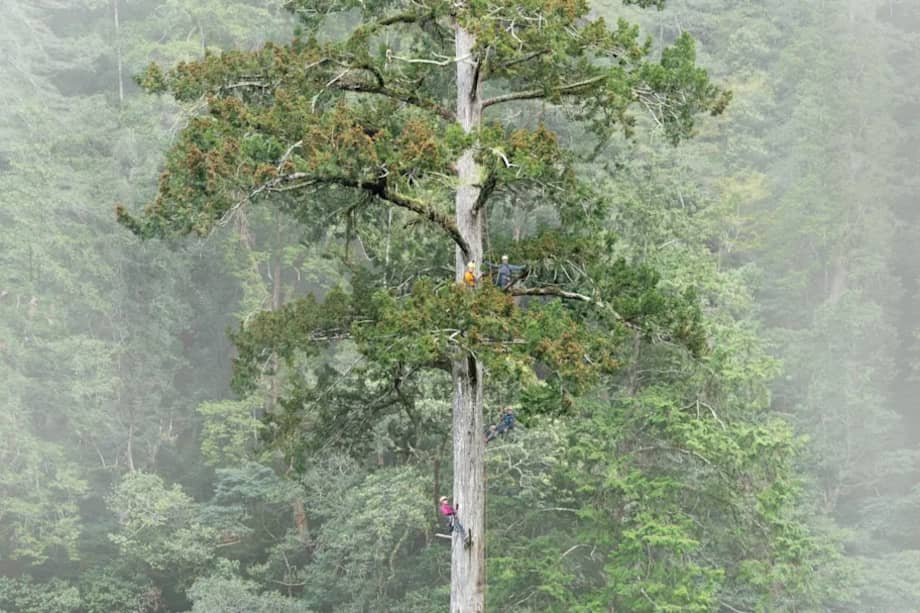 Imagen del árbol en el que se centraron los investigadores.