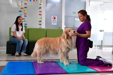 Perros que ayudan a sanar: animales como apoyo clave en la salud mental