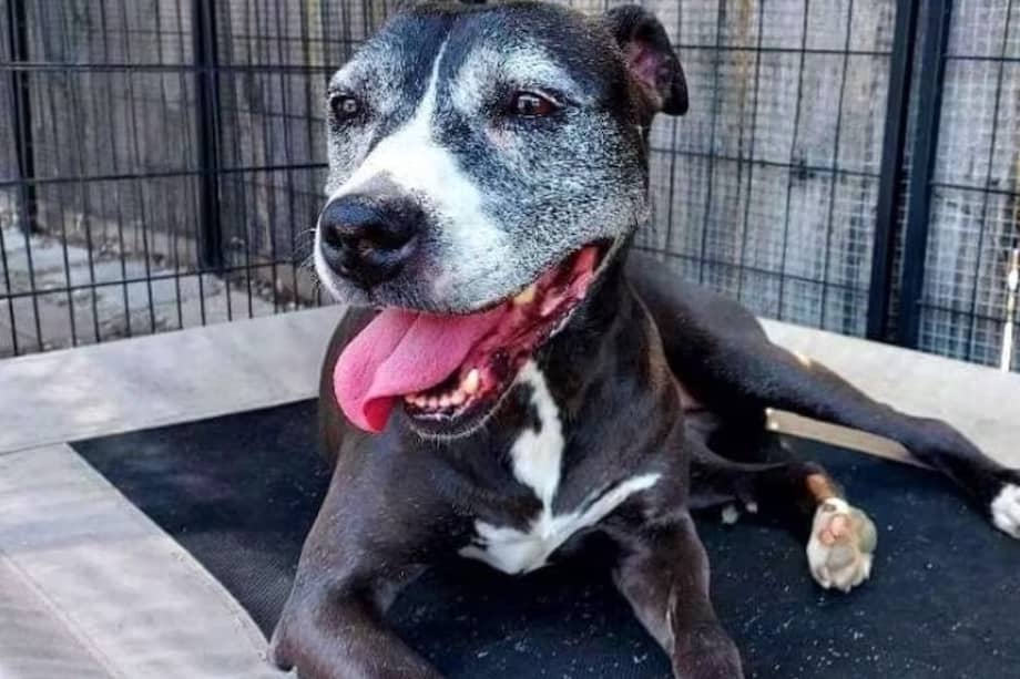 Vanessa fue abandonada porque sus cuidadores se mudaban de ciudad y ya no querían cuidarla.