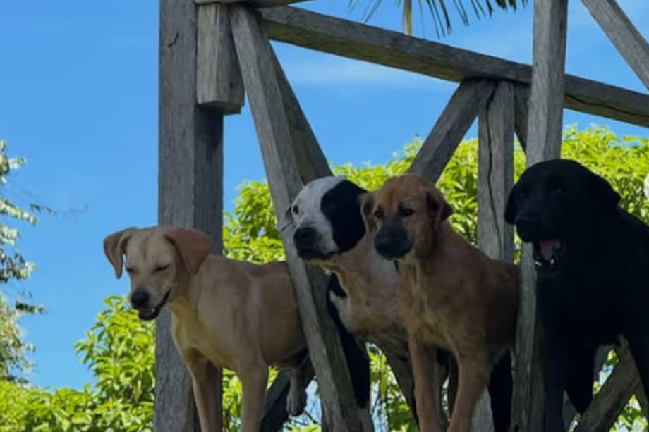 El albergue está ubicado en una zona donde el acceso a servicios básicos para los animales no es fácil.