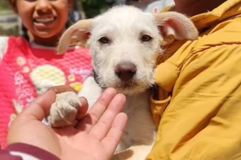 Las jornadas de voluntariado incluyen actividades de cuidado, alimentación y bienestar para perros y gatos rescatados, especialmente en Ciudad Bolívar.
