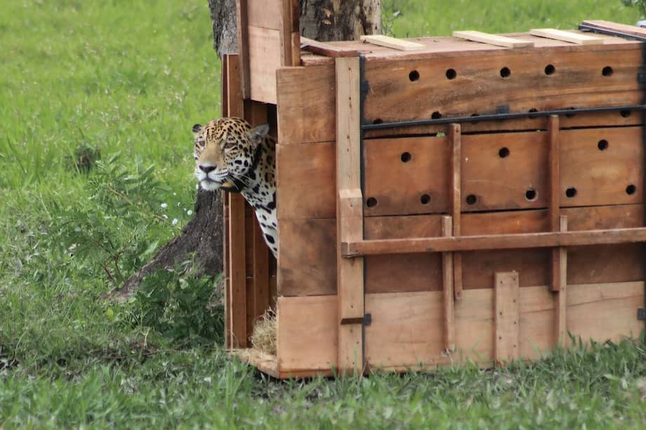 Desde su liberación, que se llevó a cabo el 18 de octubre de 2025, y hasta la fecha, la CAR ha realizado seguimiento constante durante 109 días, período en el cual se han recibido 364 registros de ubicaciones georreferenciadas, con localizaciones GPS en promedio cada 7 horas y transmisiones cada 45 horas.