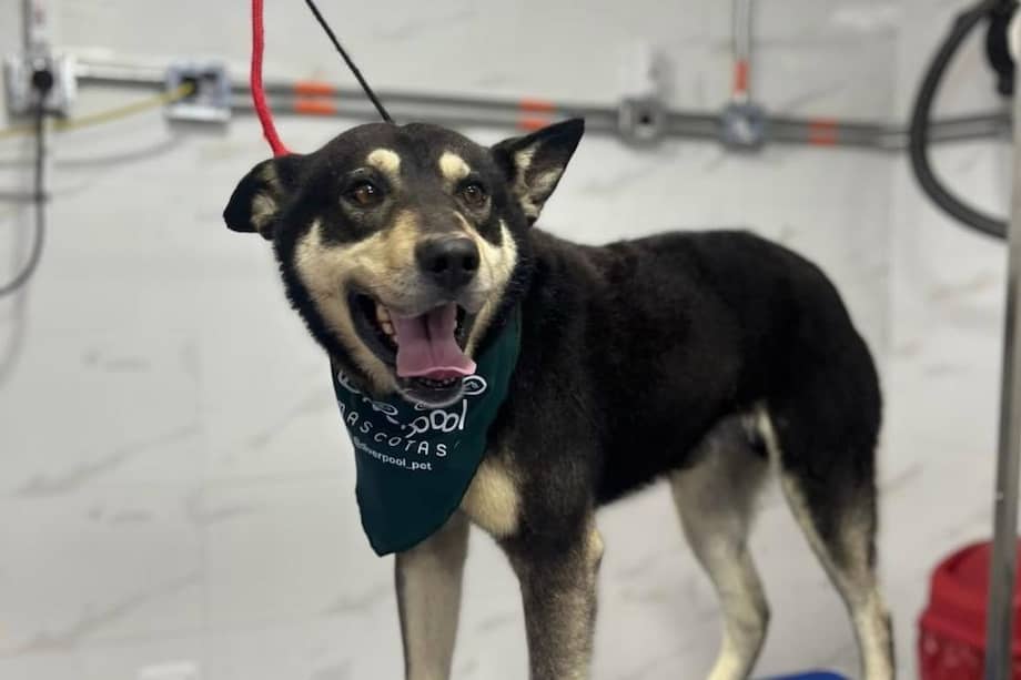 Paco tiene aproximadamente cuatro años, pesa 29 kilos y es descrito por sus rescatistas como un perro noble, tranquilo y curioso.