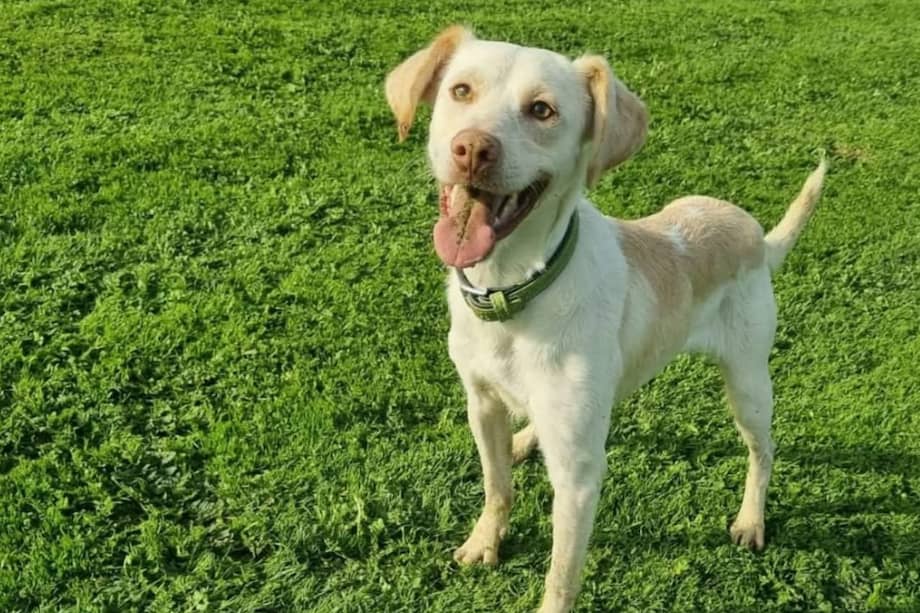 Javito tiene dos años y está en un hogar de paso en España.