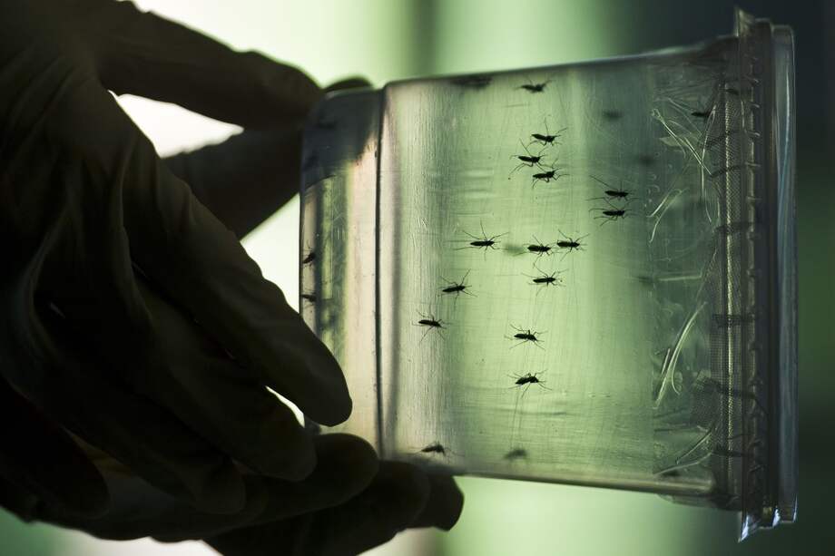 Google y Twitter para atrapar el zika