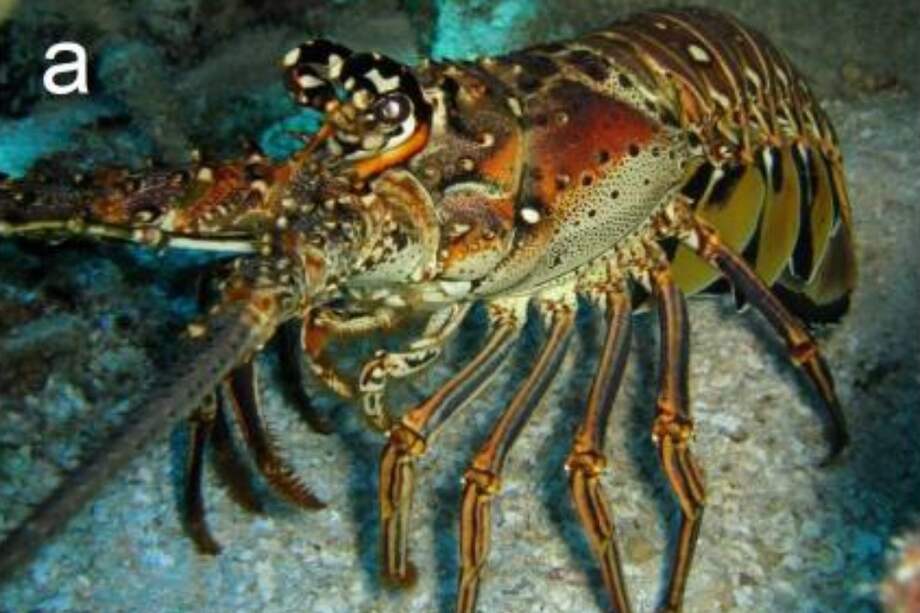 La Langosta Espinosa del Caribe Panulirus argus. / Plos.One