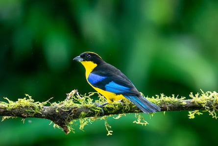 En una década, Colombia se convierte en el país donde más ha crecido el aviturismo