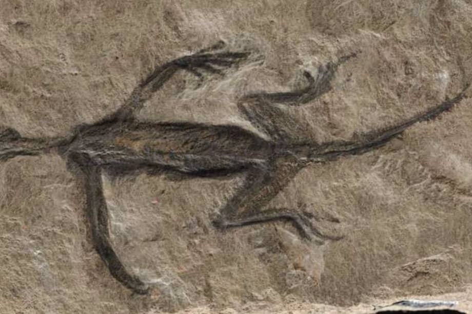 "Tridentinosaurus antiquus" el fósil de 280 millones de años de antigüedad que resultó ser falso. /DR. VALENTINA ROSSI