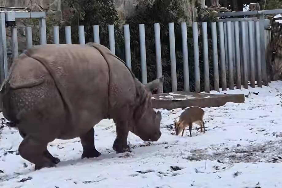 El rinoceronte y estos venados conviven en el zoológico desde hace años.