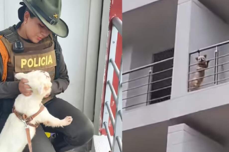 Ante la magnitud de las denuncias, un equipo de carabineros llegó hasta el lugar para verificar la situación.