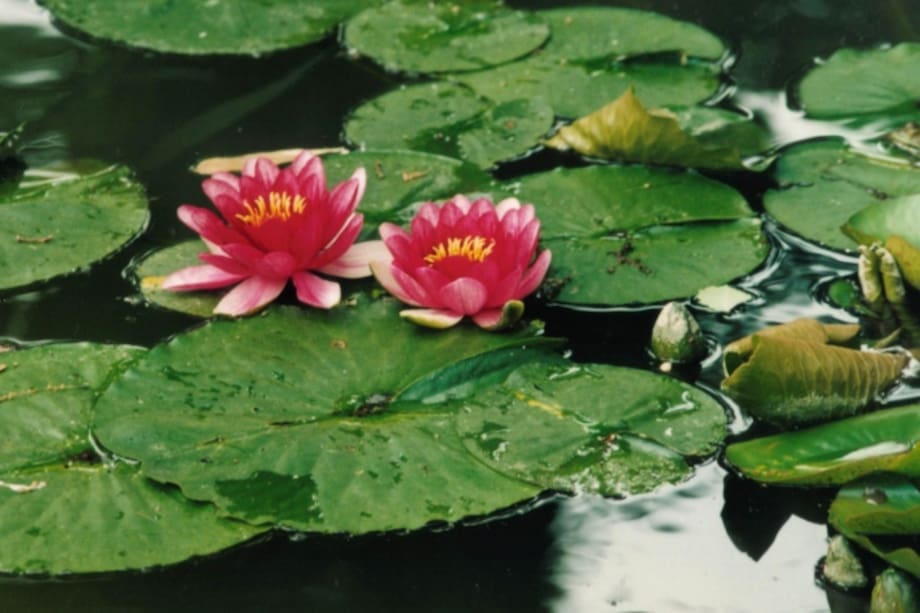Loto y lirio, la planta de la mujer cáncer