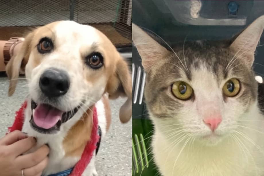 Estos animales fueron encontrados tras el terremoto y permanecen a salvo mientras esperan que sus familias los reconozcan y puedan volver a casa.
