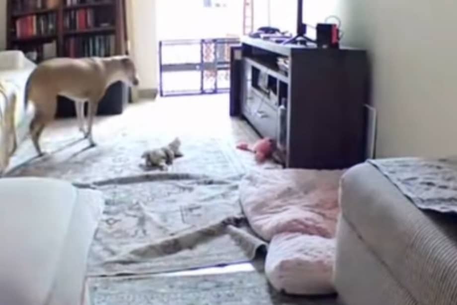 El caminar espinal se presenta en algunos animales con lesiones graves en la médula espinal que han perdido la percepción profunda del dolor.