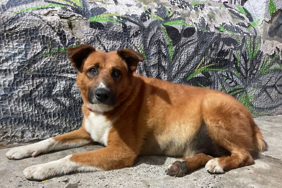 Aunque este peludo se encuentra en una guardería donde le brinda mucho amor, sus cuidadoras quieren que él se quede allí y que sea el perro de todos en el sector.