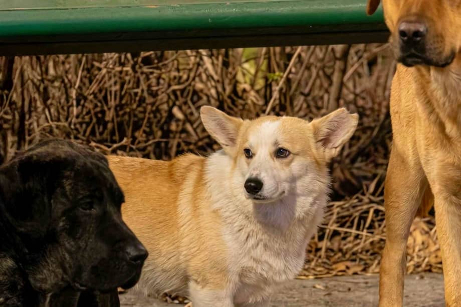 Varios automovilistas que observaron a los perros caminar juntos decidieron grabar lo ocurrido y dar aviso a rescatistas.