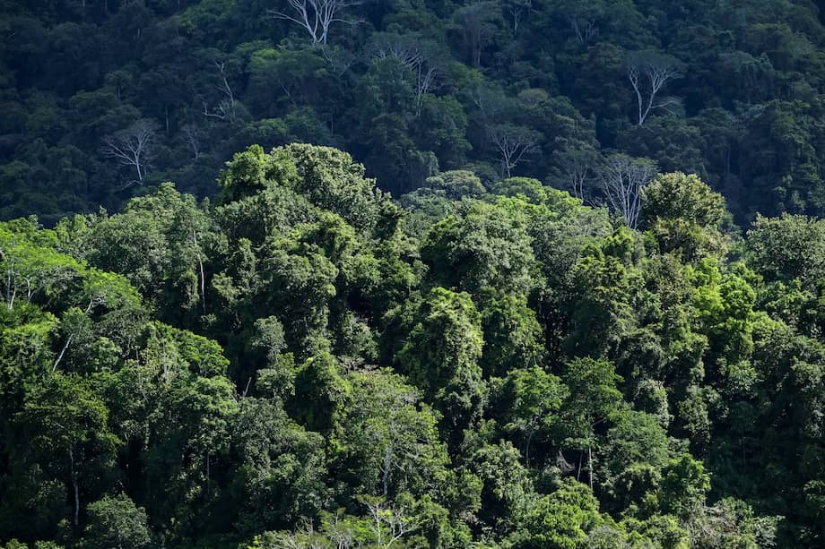 Imagen de referencia de la selva en el Pacífico costarricense.