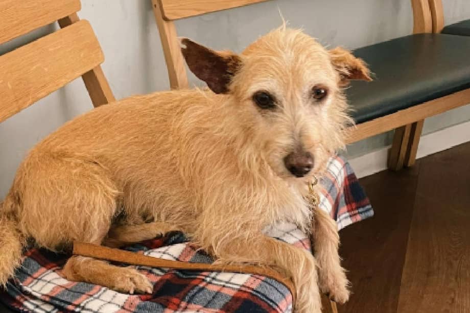 Su nueva dueña comparte su proceso de adaptación y bienestar en redes sociales, con el objetivo de concientizar sobre la adopción de perros rescatados.