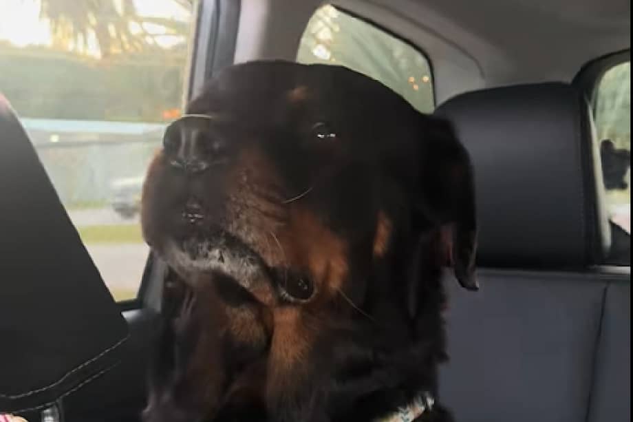 Durante la jornada, Holly compartió actividades cotidianas como paseos, descanso y momentos de afecto, experiencias que, según estudios sobre comportamiento animal, contribuyen significativamente al bienestar de los perros en refugios.